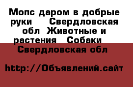 Мопс даром в добрые руки.  - Свердловская обл. Животные и растения » Собаки   . Свердловская обл.